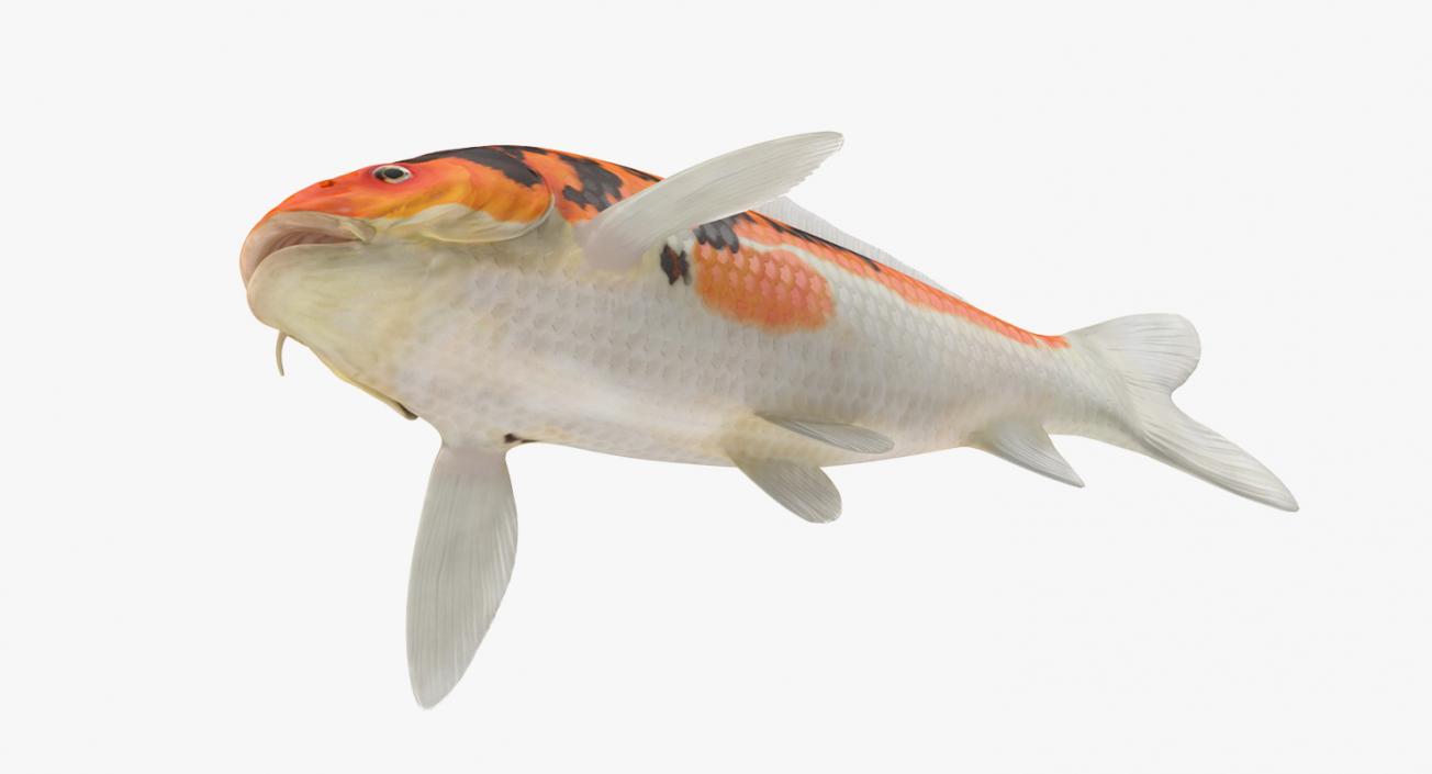 3D model Koi Fish Rigged