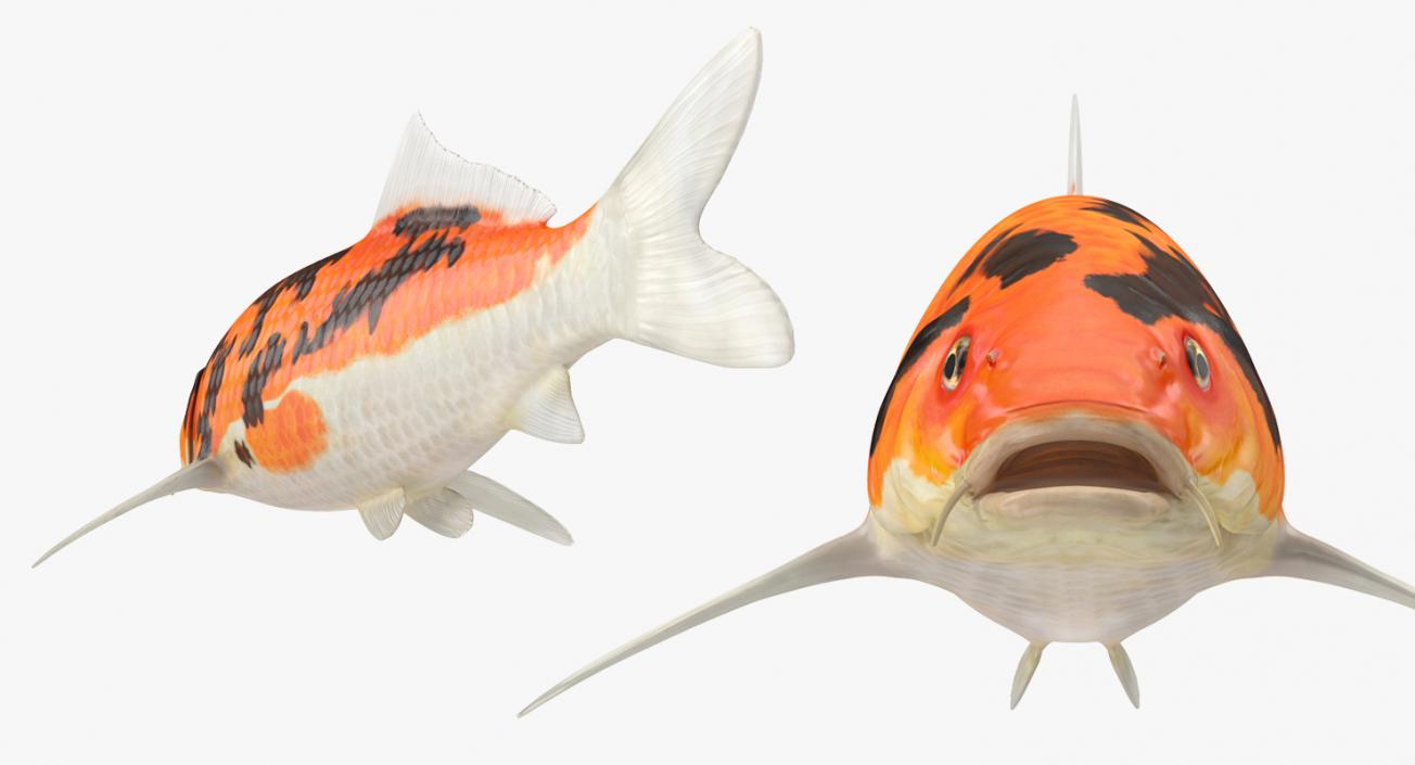 3D model Koi Fish Rigged