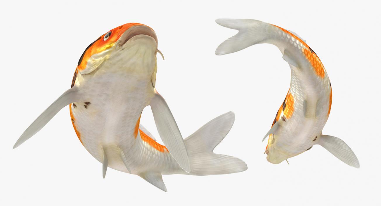 3D model Koi Fish Rigged