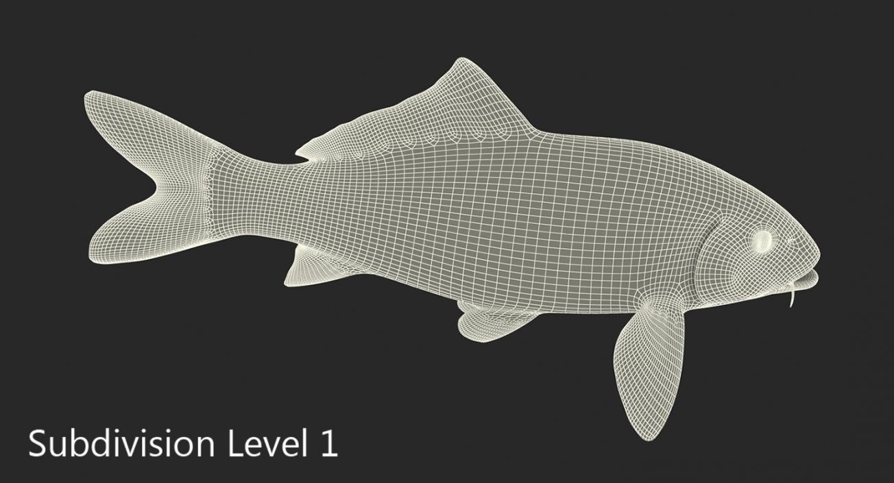 3D model Koi Fish Rigged