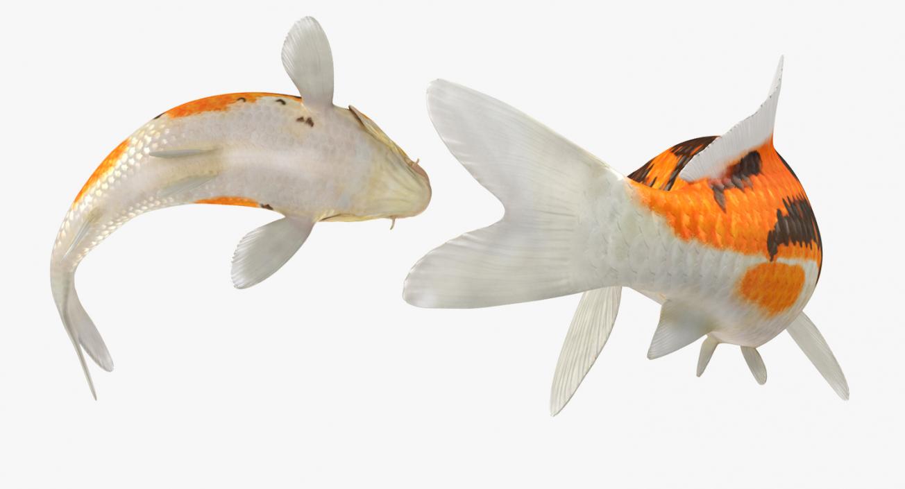 3D model Koi Fish Rigged