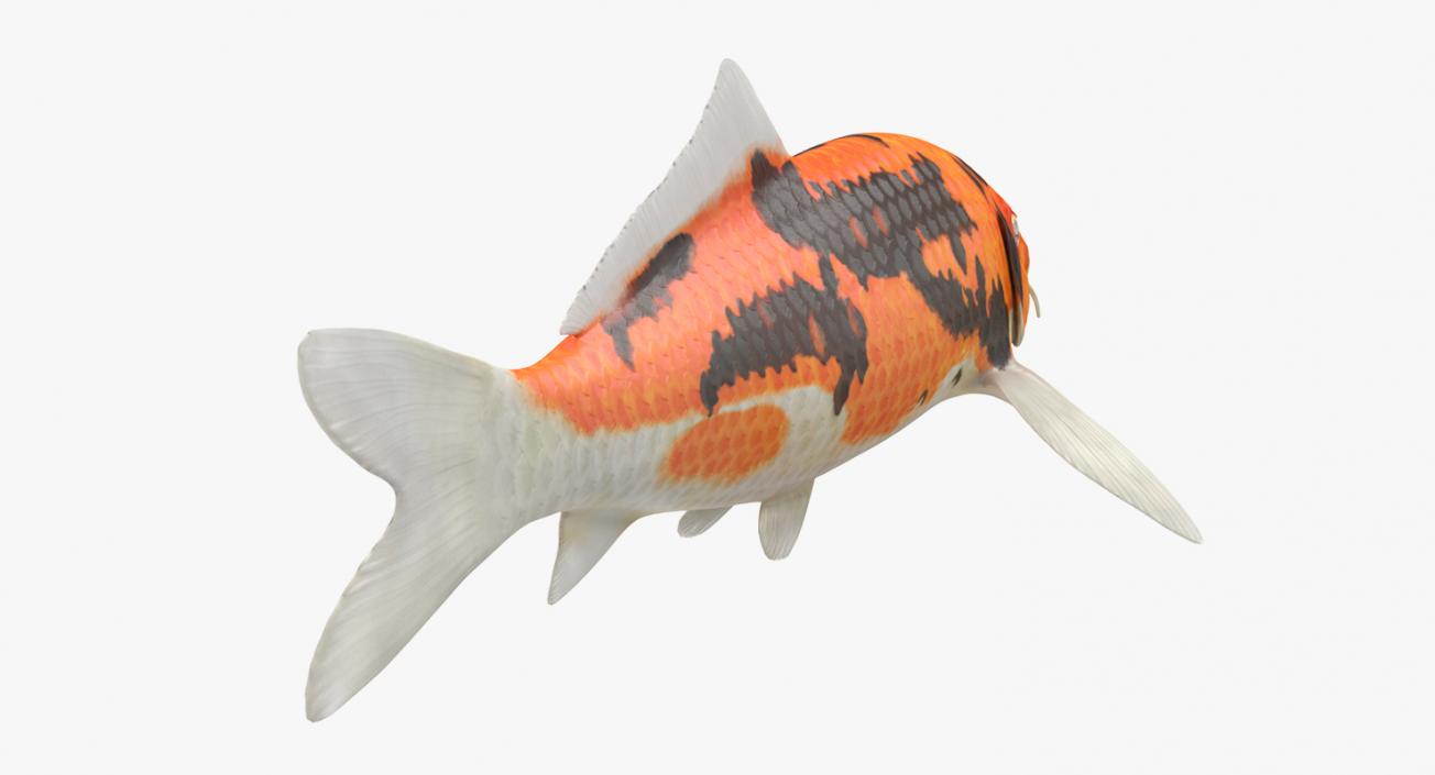 3D model Koi Fish Rigged