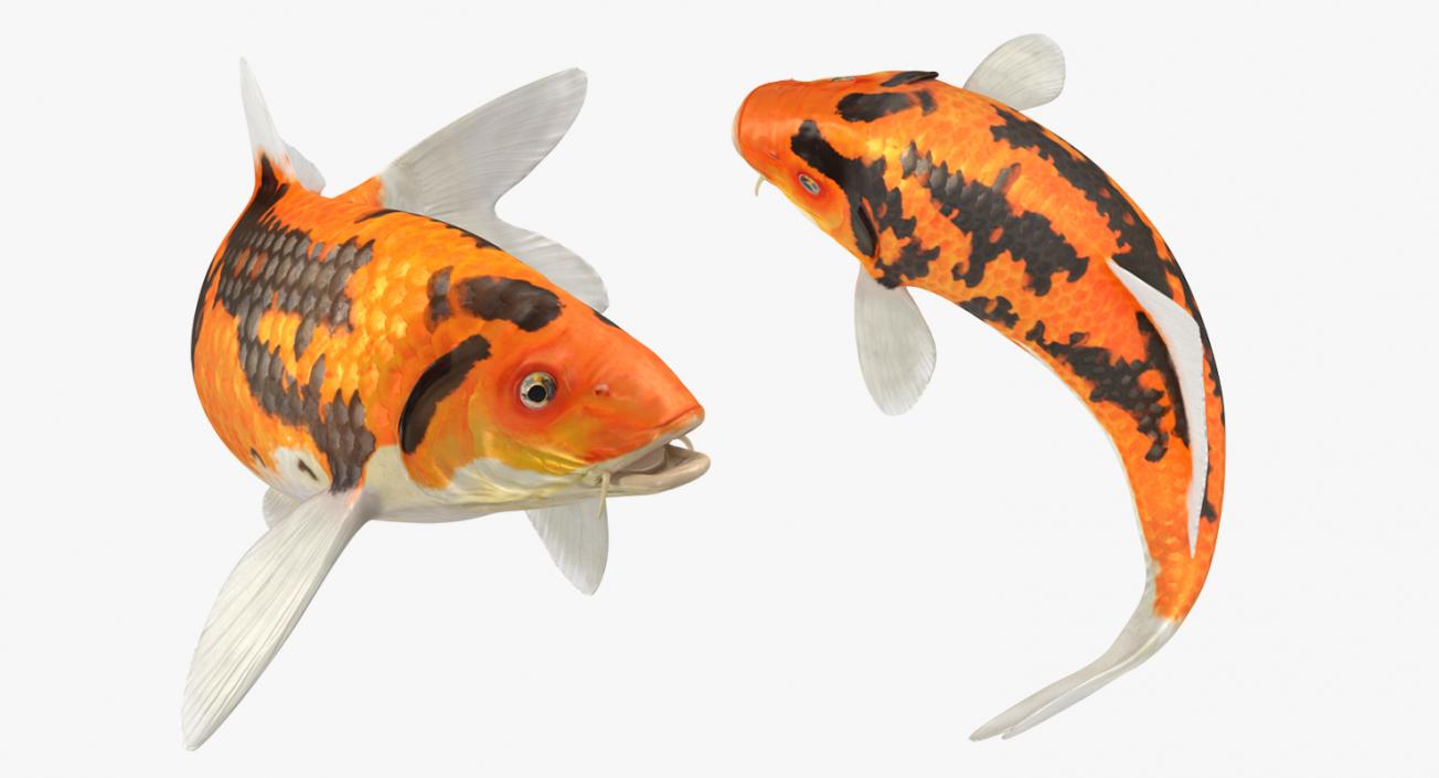 3D model Koi Fish Rigged