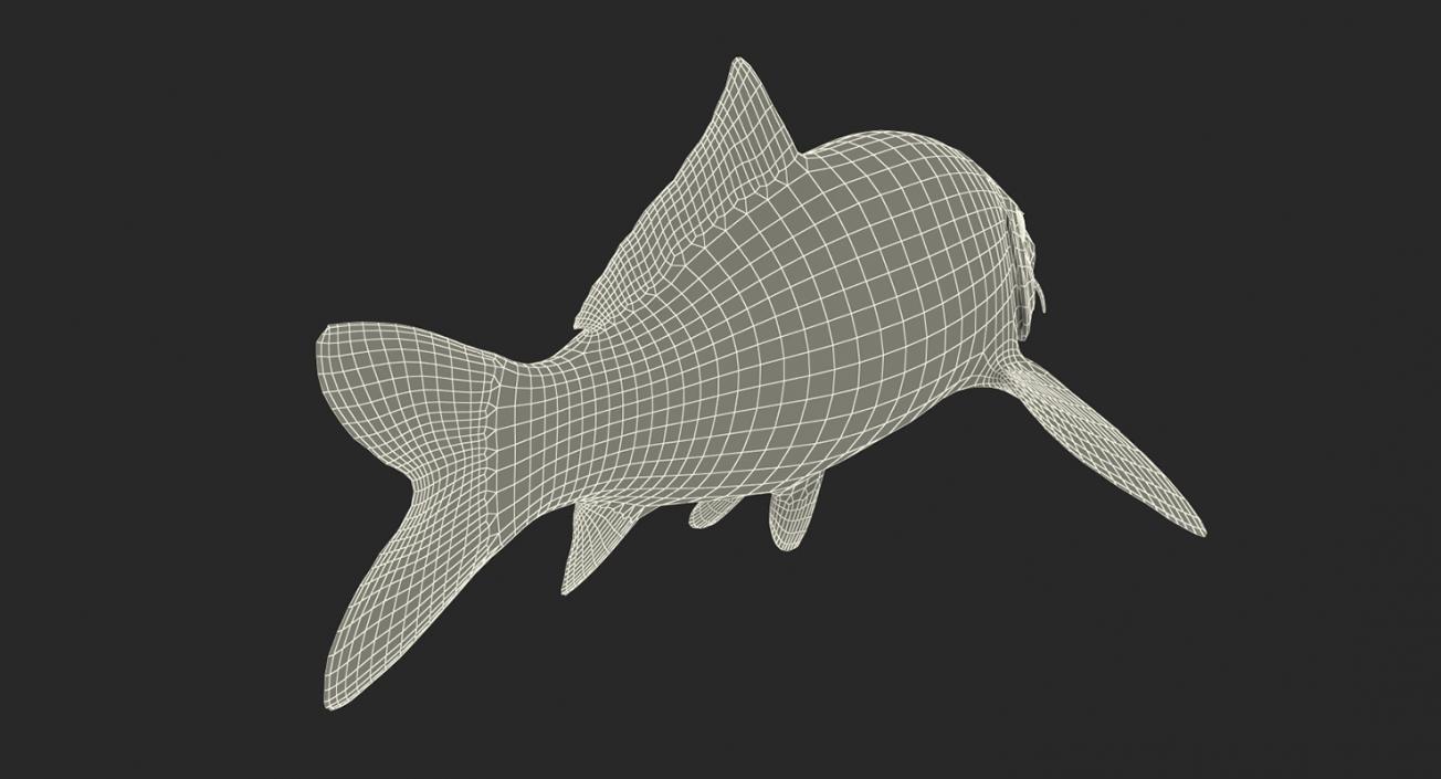 3D model Koi Fish Rigged