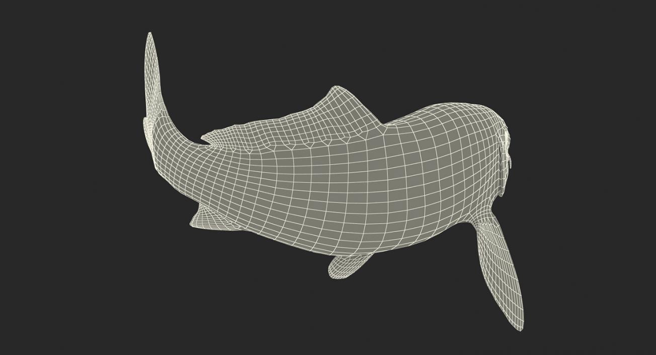 3D model Koi Fish Rigged