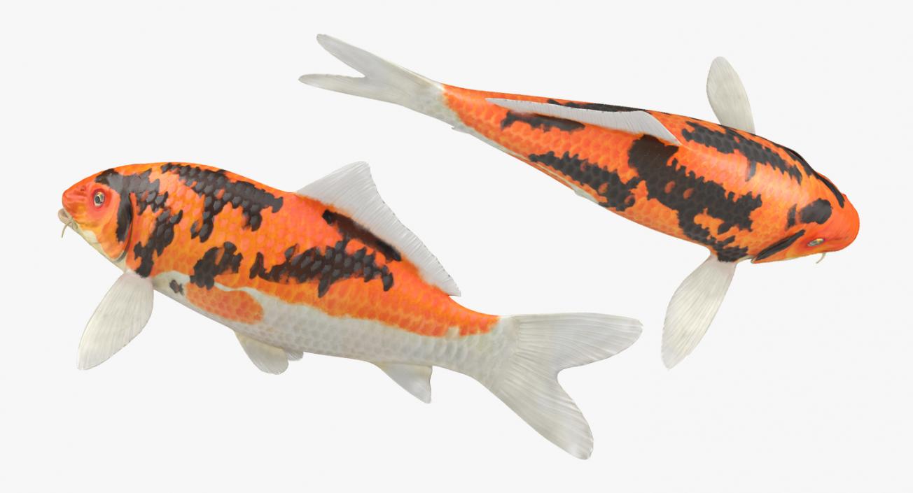 3D model Koi Fish Rigged