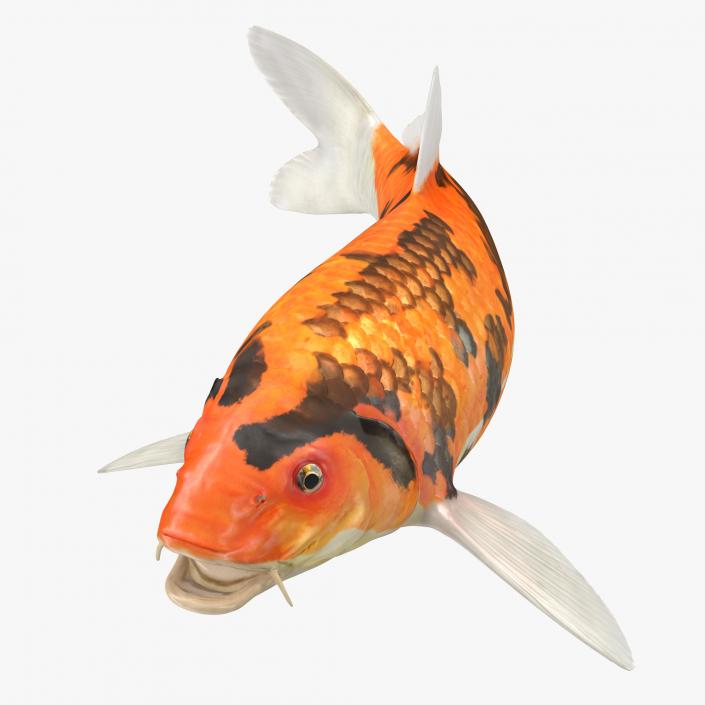 3D model Koi Fish Rigged