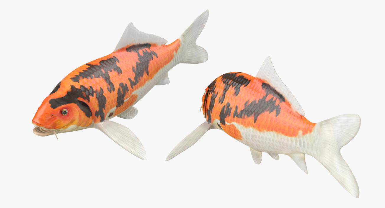 3D model Koi Fish Rigged