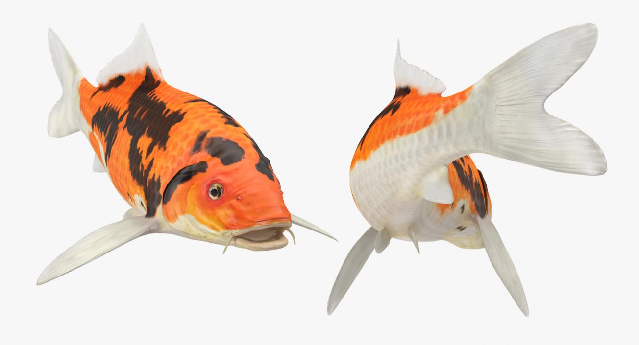 3D model Koi Fish Rigged