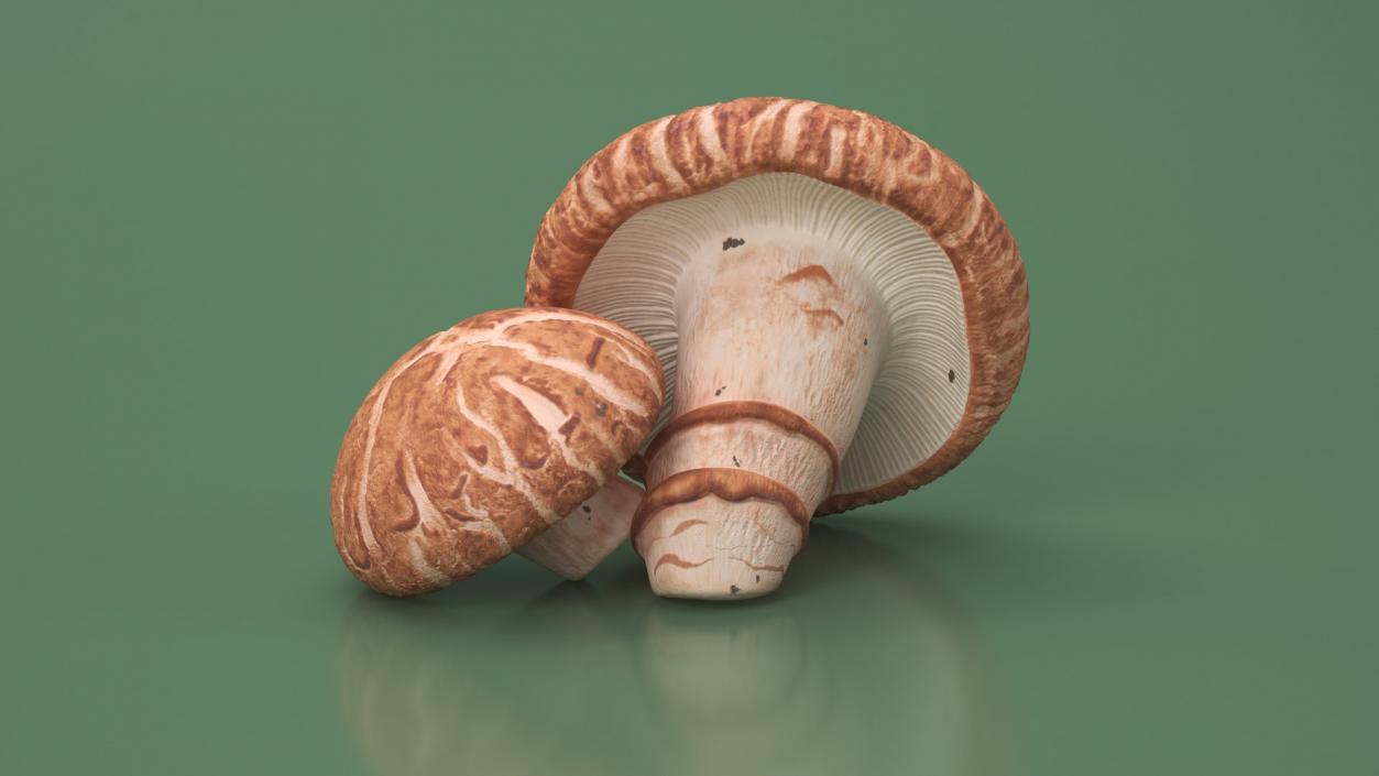 Edible Mushrooms Collection 2 3D model