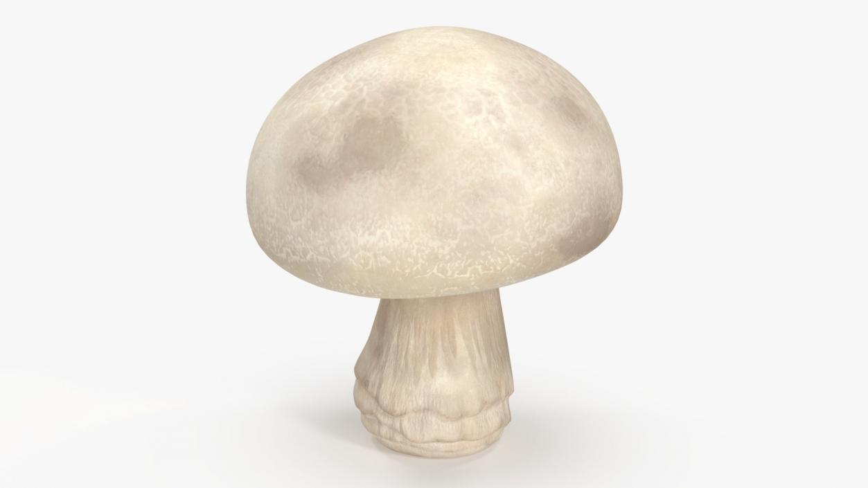 Edible Mushrooms Collection 2 3D model