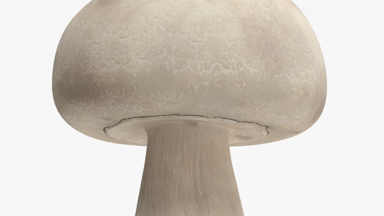 Edible Mushrooms Collection 2 3D model