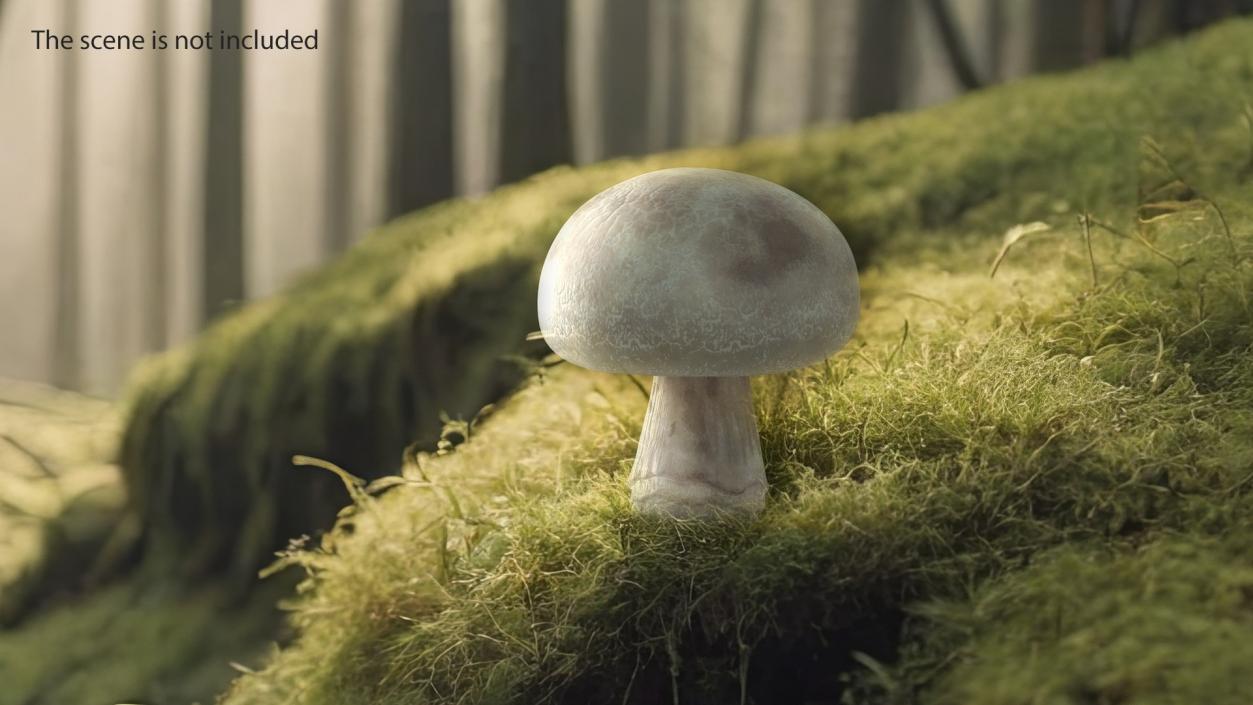 Edible Mushrooms Collection 2 3D model