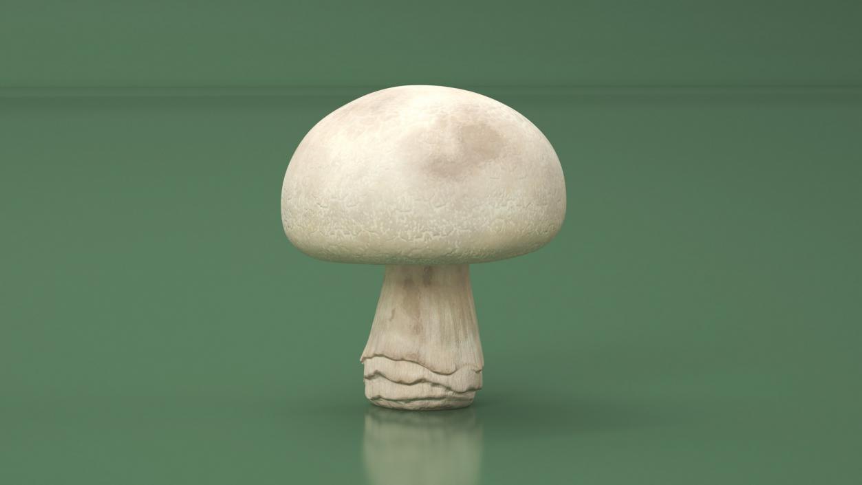 Edible Mushrooms Collection 2 3D model