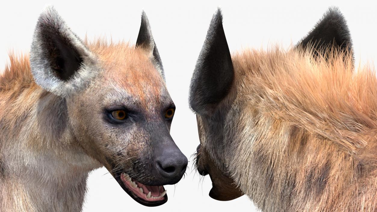 3D Hyena Fur Rigged