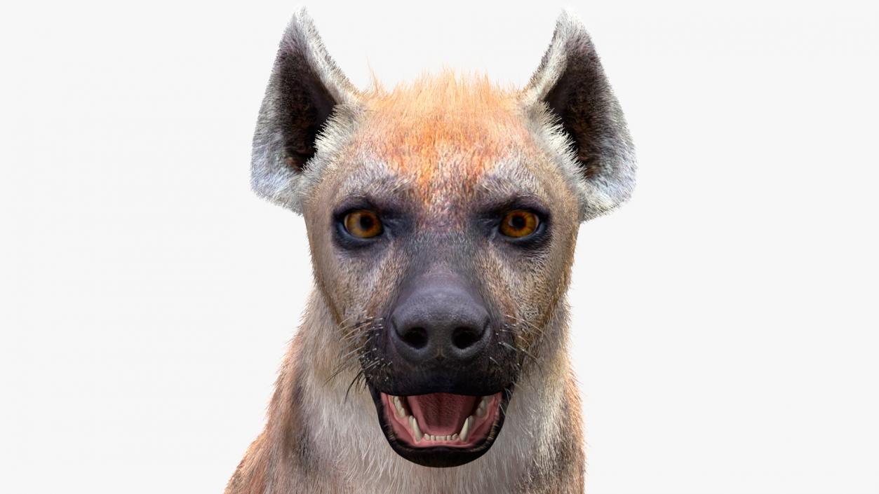 3D Hyena Fur Rigged