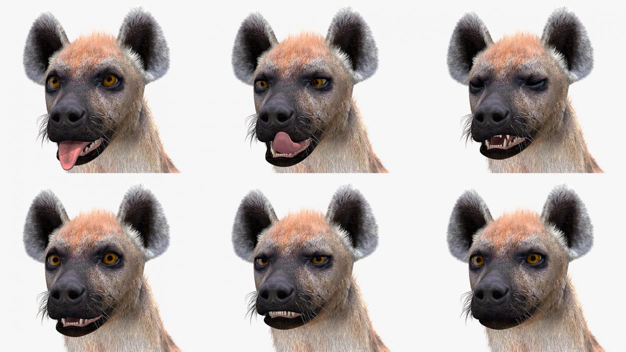 3D Hyena Fur Rigged