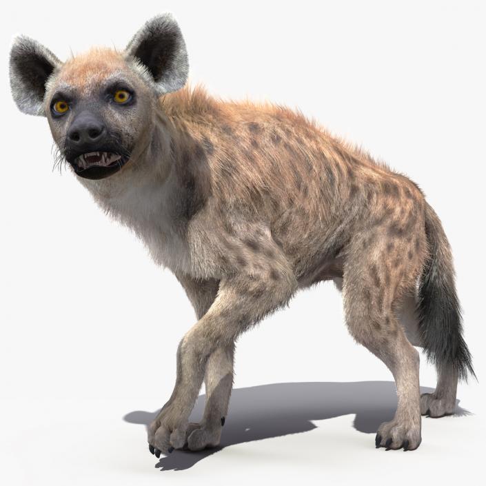 3D Hyena Fur Rigged