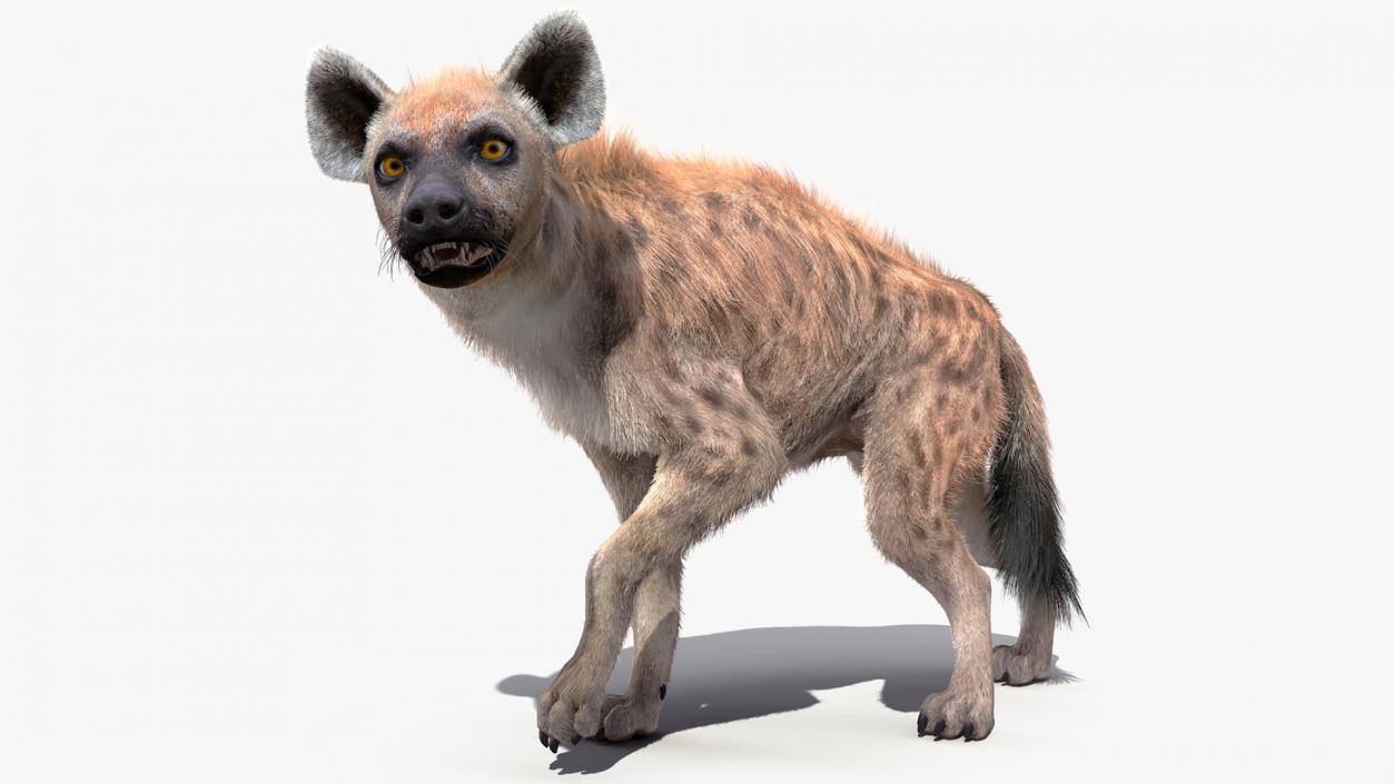 3D Hyena Fur Rigged