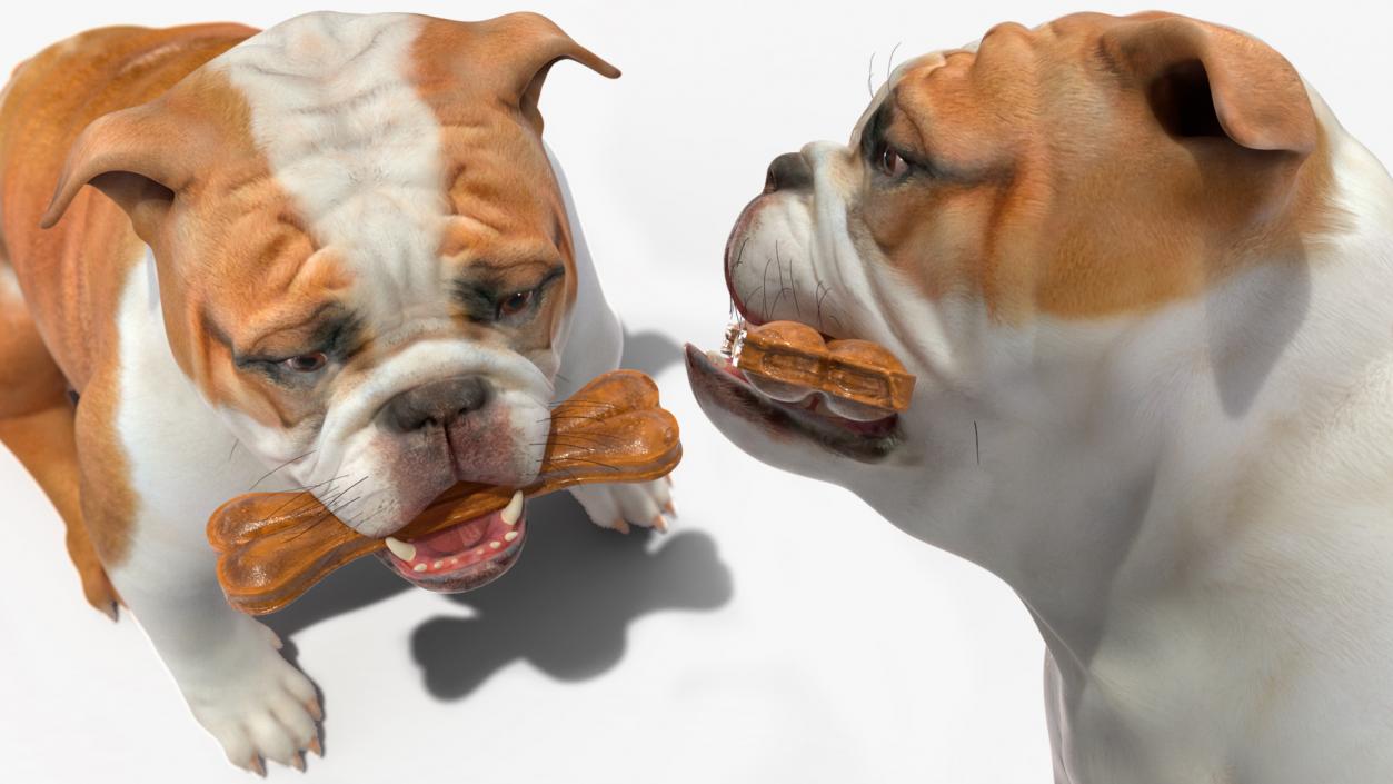 3D model Bulldog with a Chewing Bone in His Mouth