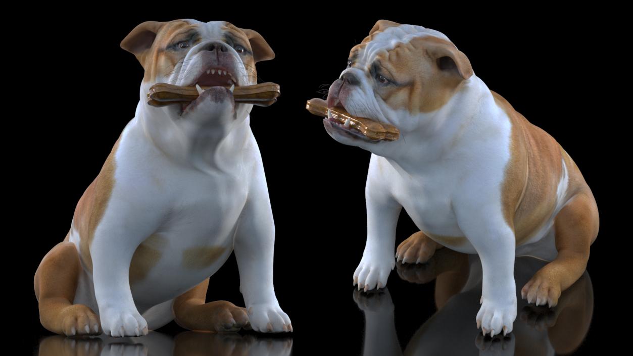 3D model Bulldog with a Chewing Bone in His Mouth