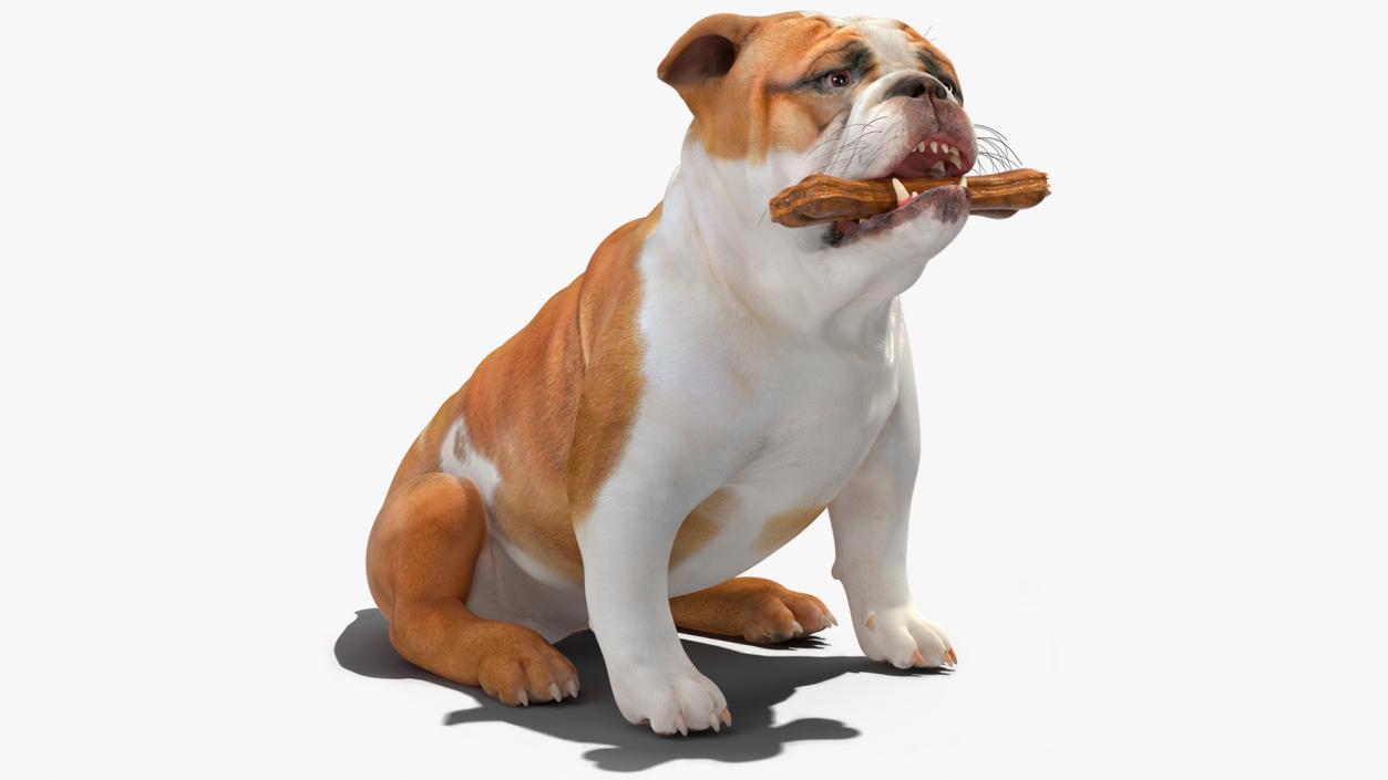 3D model Bulldog with a Chewing Bone in His Mouth