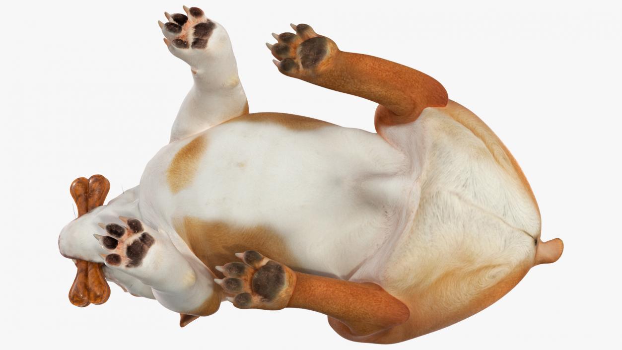 3D model Bulldog with a Chewing Bone in His Mouth