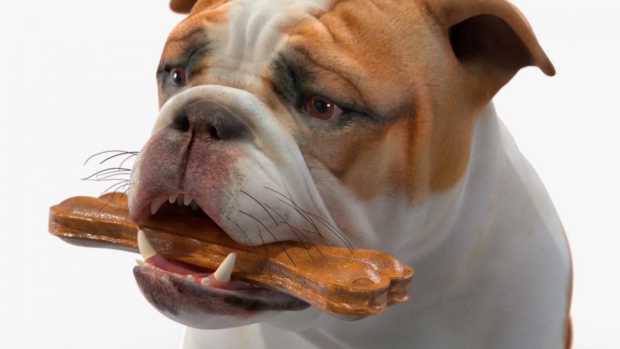 3D model Bulldog with a Chewing Bone in His Mouth