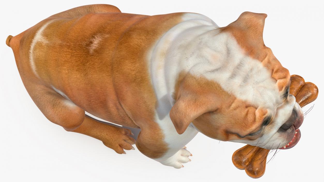 3D model Bulldog with a Chewing Bone in His Mouth