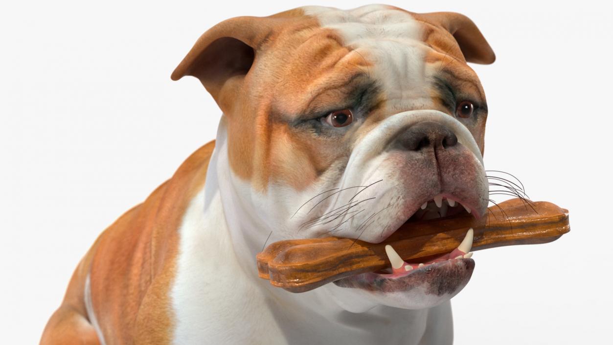 3D model Bulldog with a Chewing Bone in His Mouth