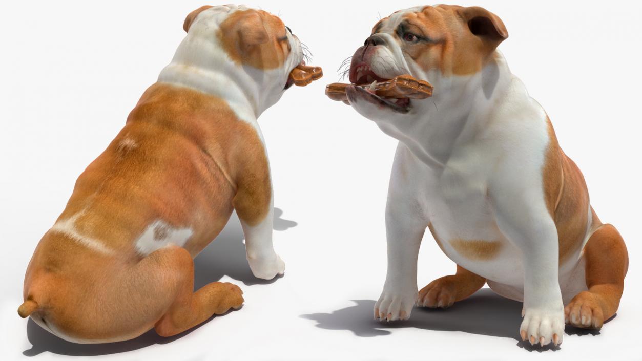 3D model Bulldog with a Chewing Bone in His Mouth