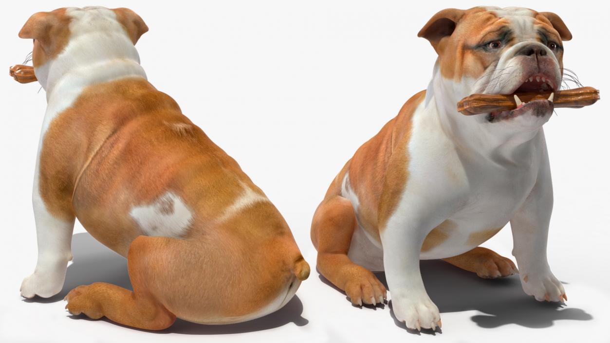 3D model Bulldog with a Chewing Bone in His Mouth