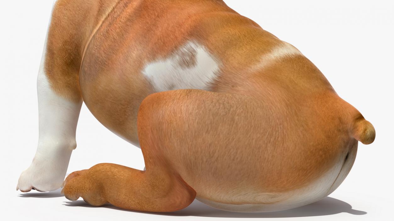 3D model Bulldog with a Chewing Bone in His Mouth