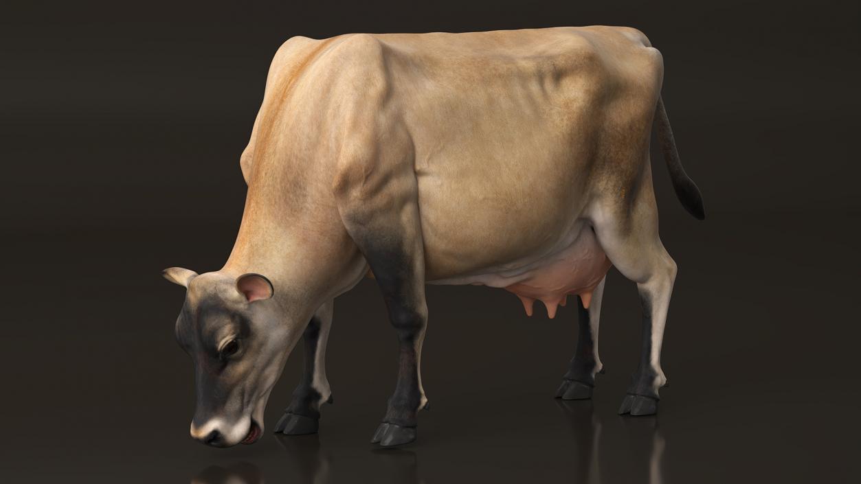 Jersey Heifer Eats Beige 3D model