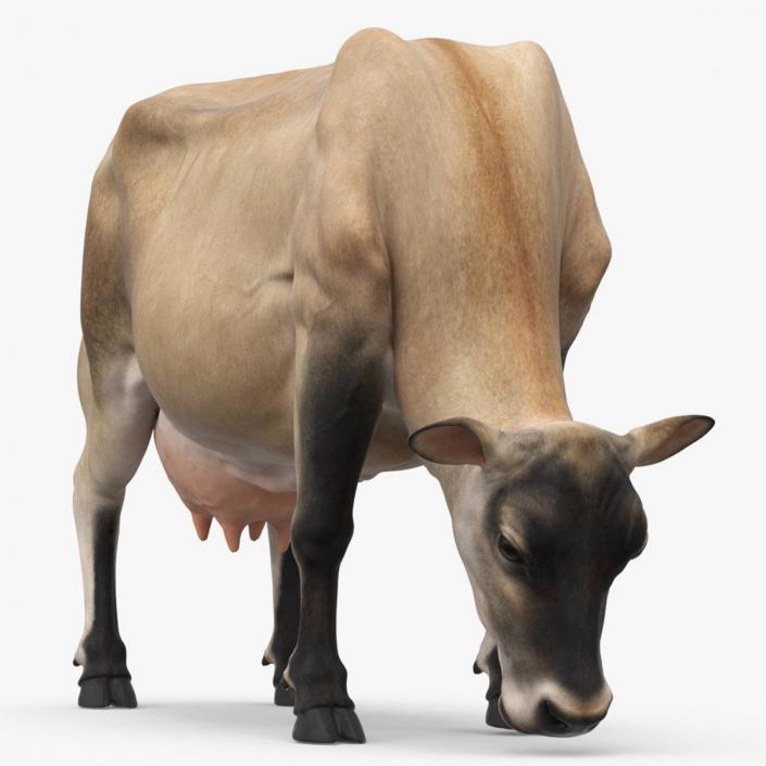 Jersey Heifer Eats Beige 3D model