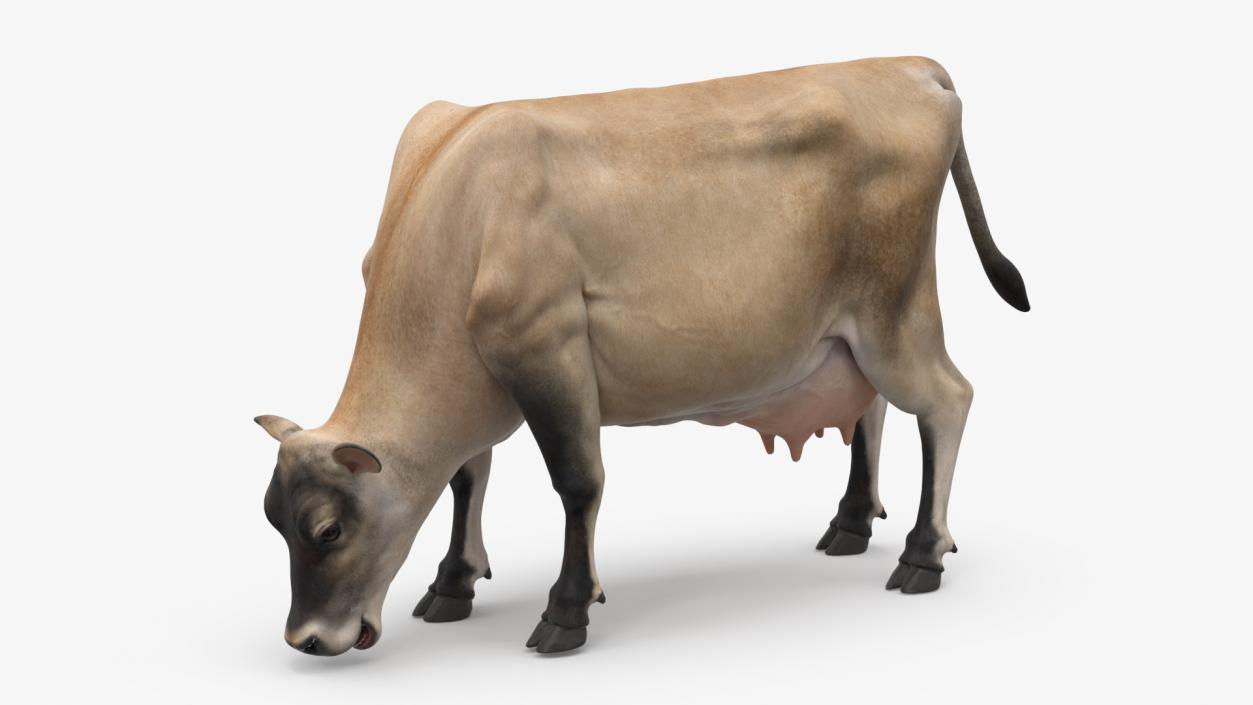 Jersey Heifer Eats Beige 3D model