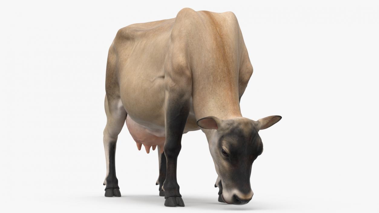 Jersey Heifer Eats Beige 3D model