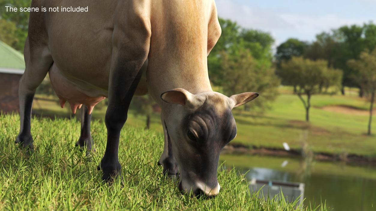 Jersey Heifer Eats Beige 3D model