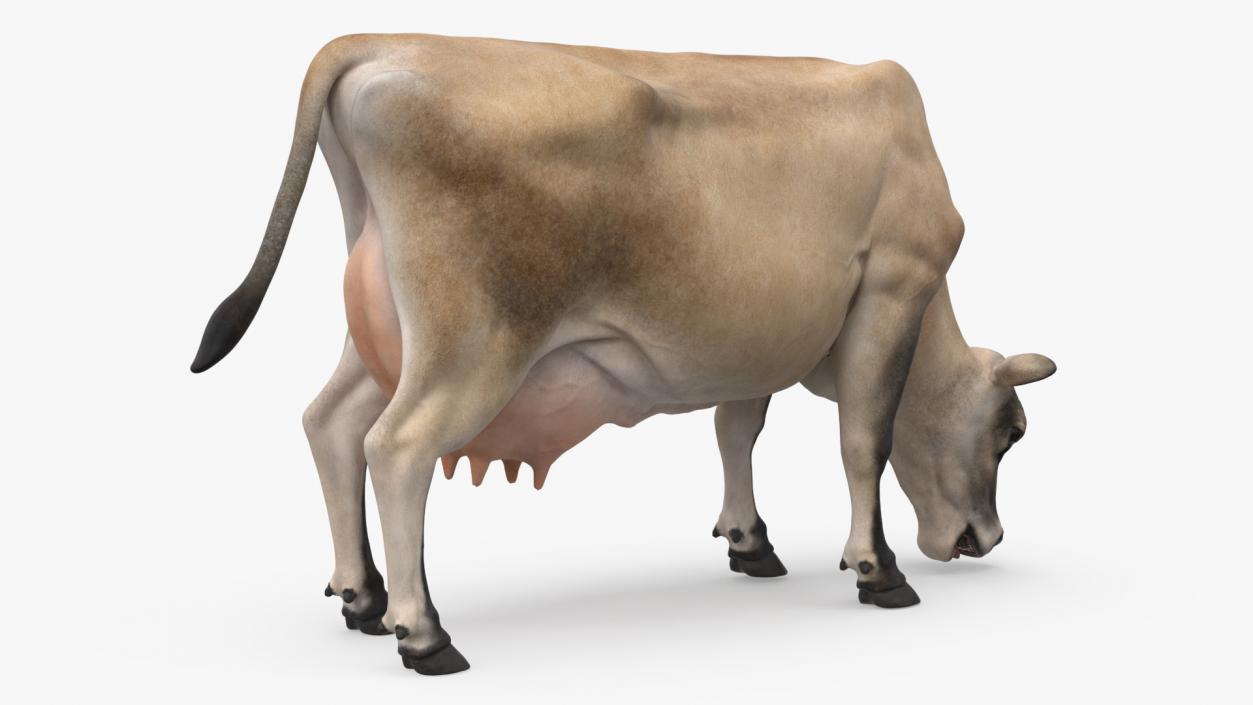 Jersey Heifer Eats Beige 3D model