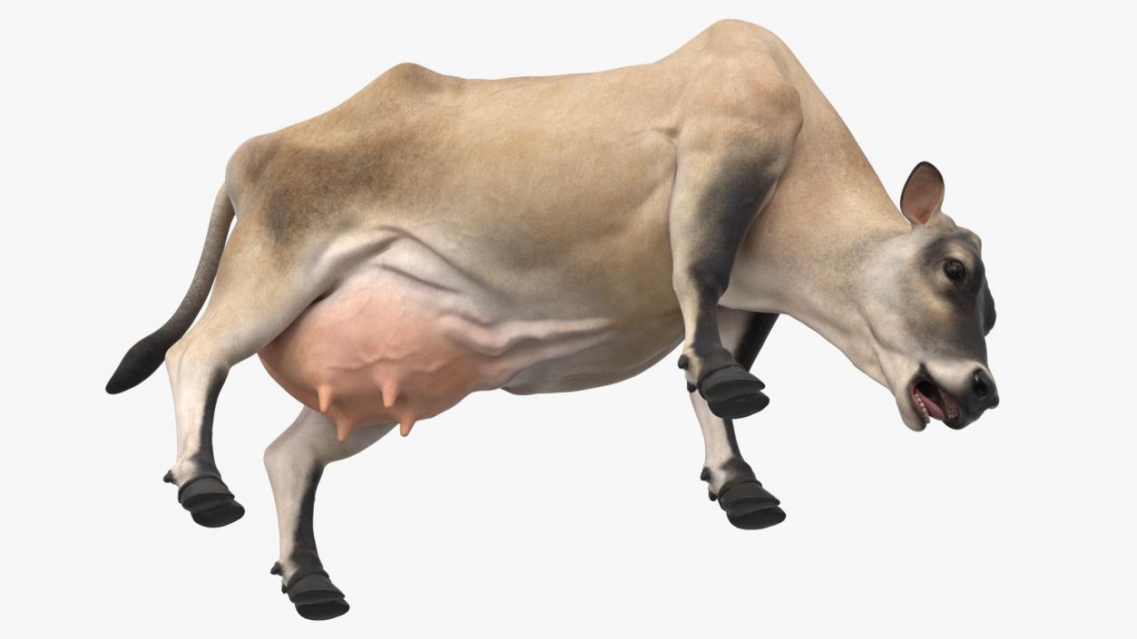 Jersey Heifer Eats Beige 3D model