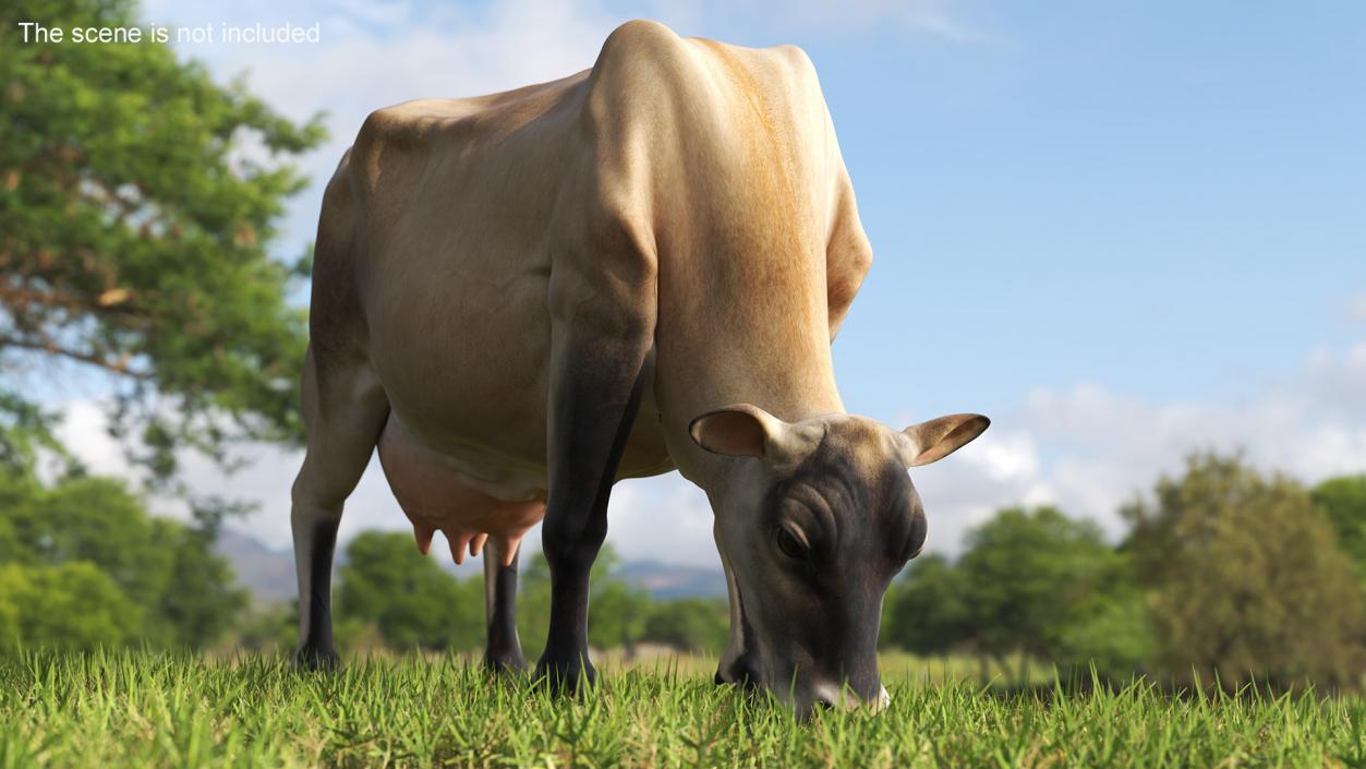 Jersey Heifer Eats Beige 3D model