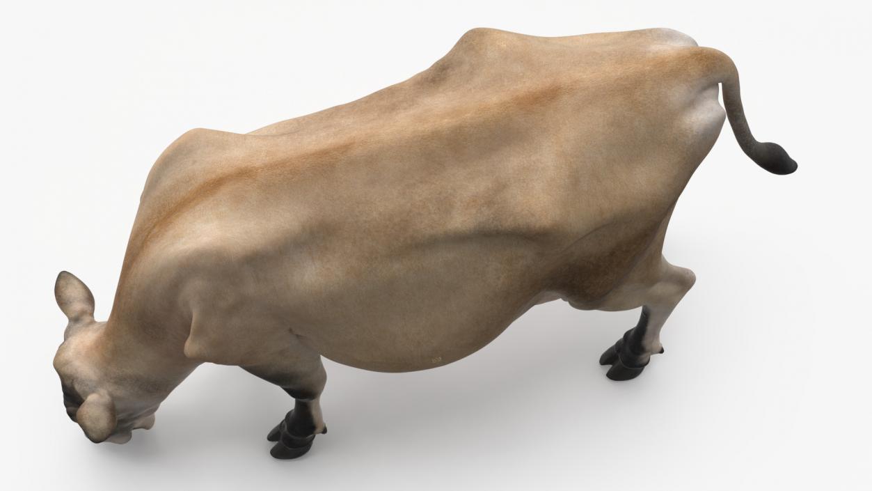 Jersey Heifer Eats Beige 3D model