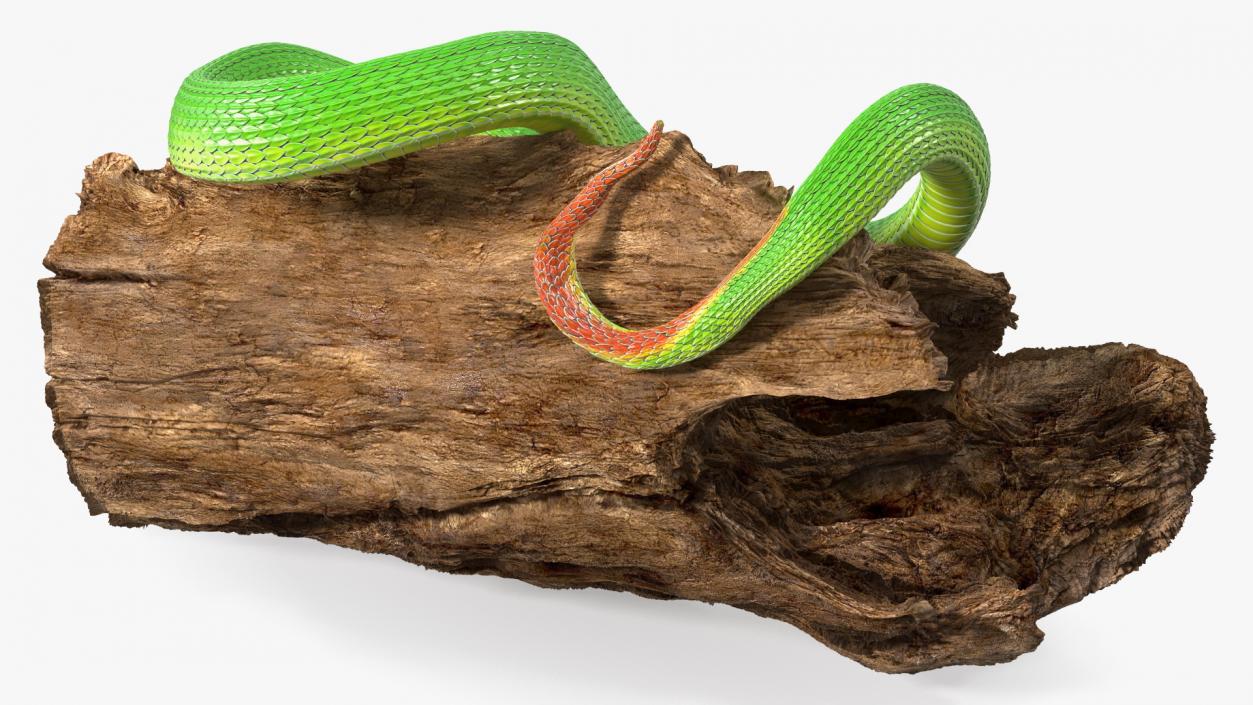 3D Hanging Trunk Green Snake Trimeresurus model