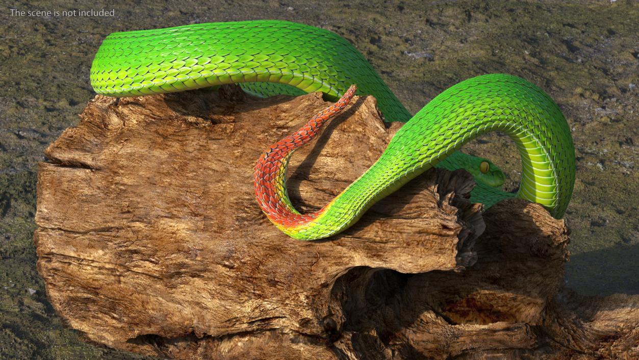 3D Hanging Trunk Green Snake Trimeresurus model