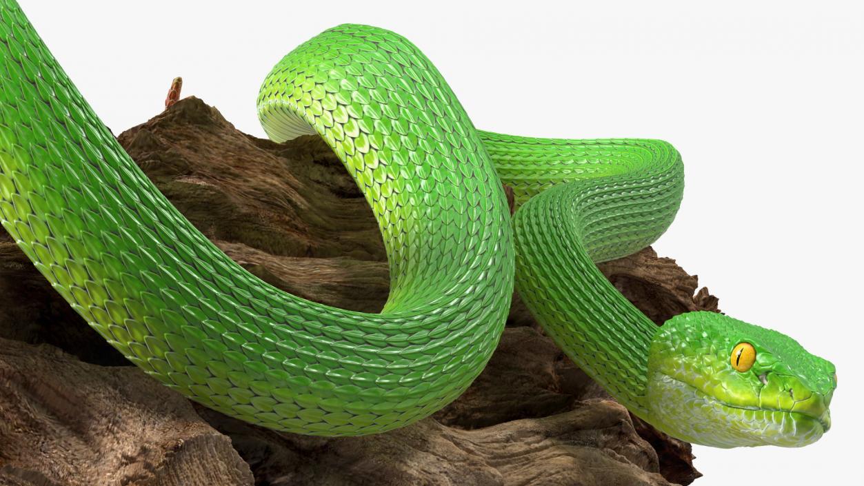 3D Hanging Trunk Green Snake Trimeresurus model