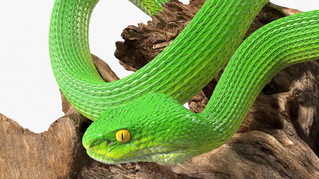 3D Hanging Trunk Green Snake Trimeresurus model