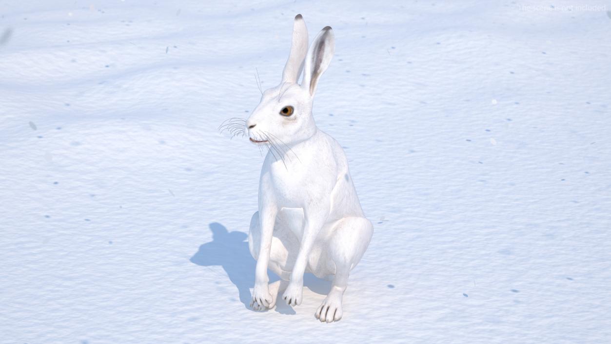 3D model White Hare  Animated