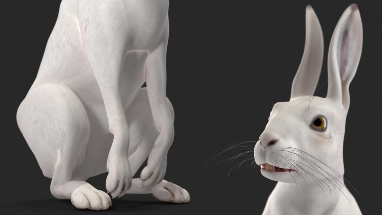 3D model White Hare  Animated