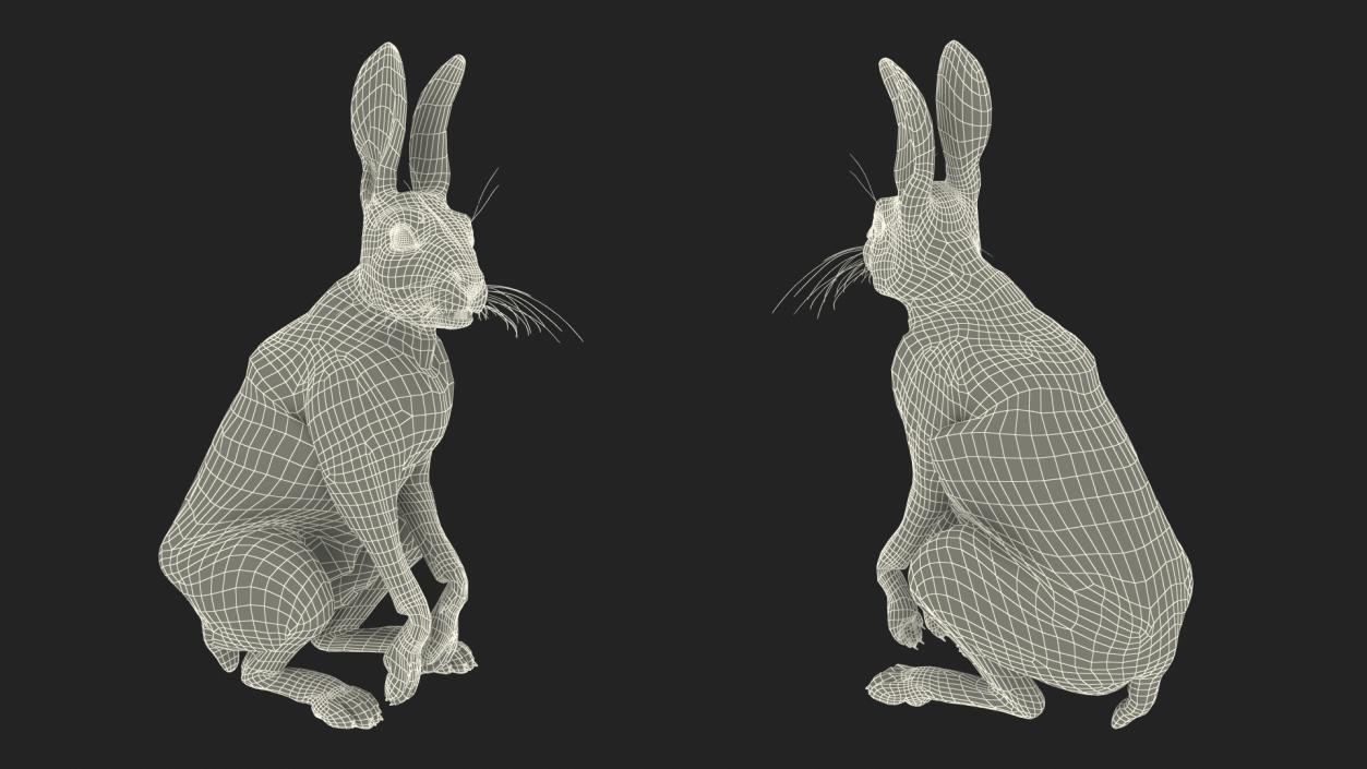 3D model White Hare  Animated