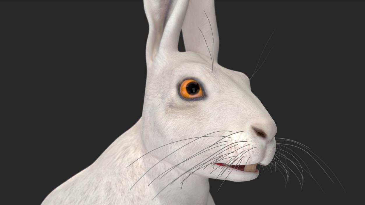 3D model White Hare  Animated